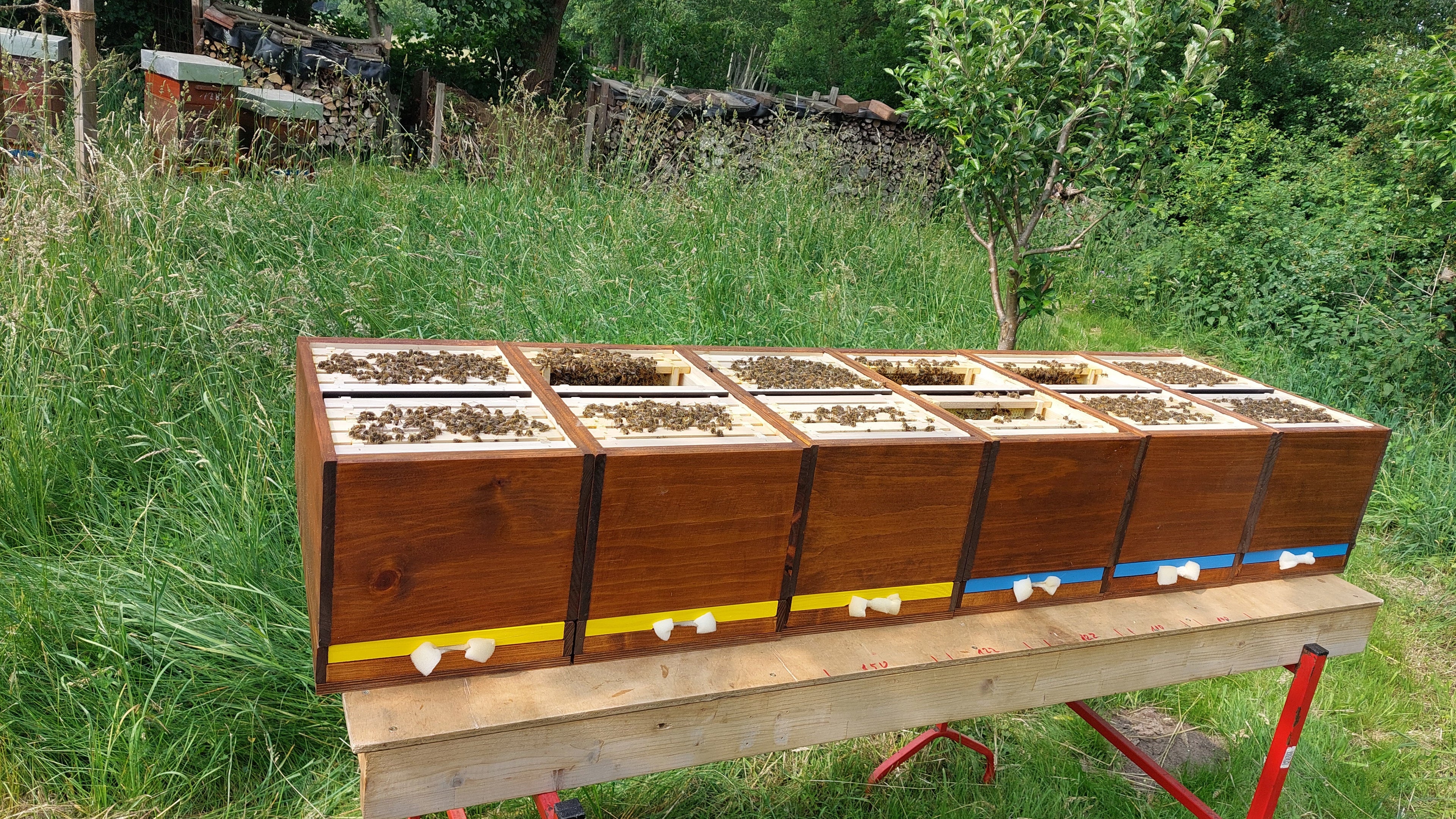 Mehre kleine Mini-Multi Bienenbeute im Garten zur Königinnenzucht