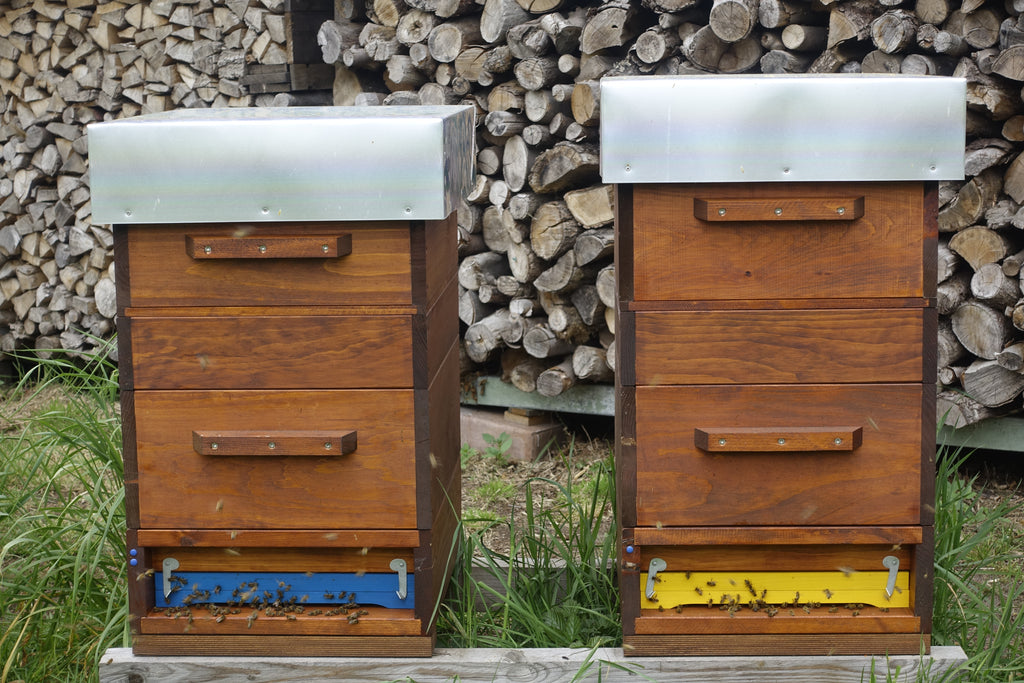 Links der Honigraum Dadant, rechts die Variante Langstroth ⅔