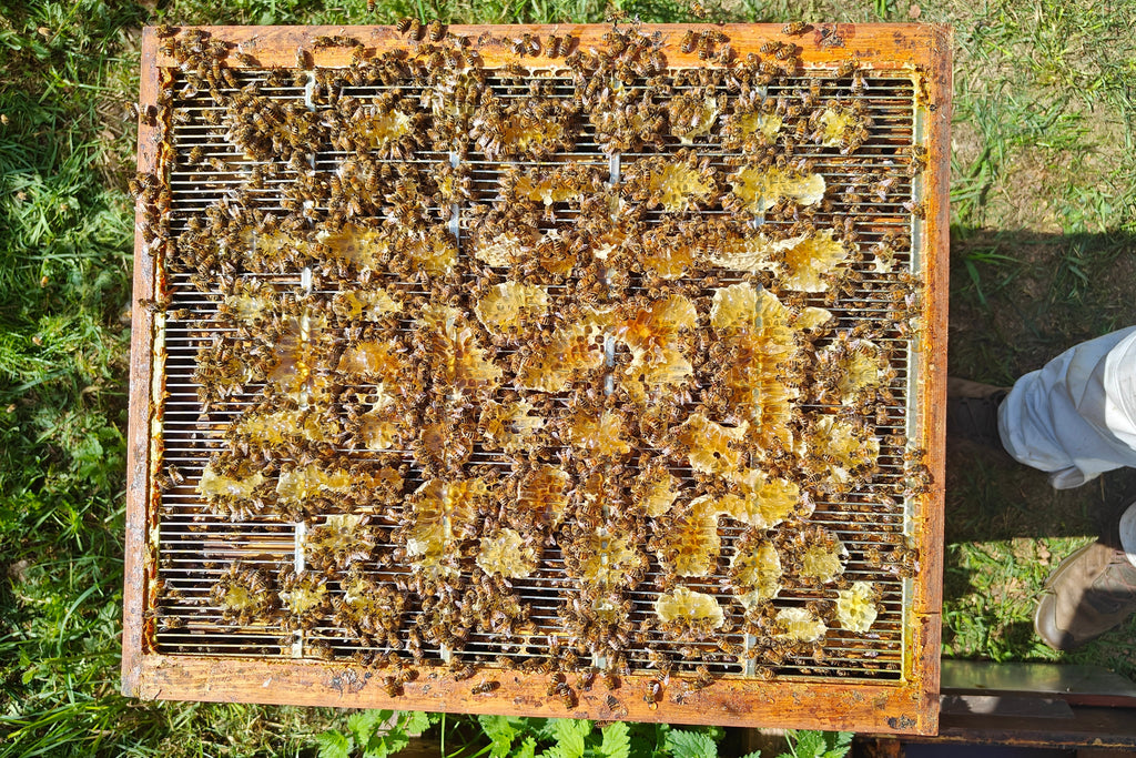 Bienenflucht einlegen, ohne Honigsumpf antasten zu müssen