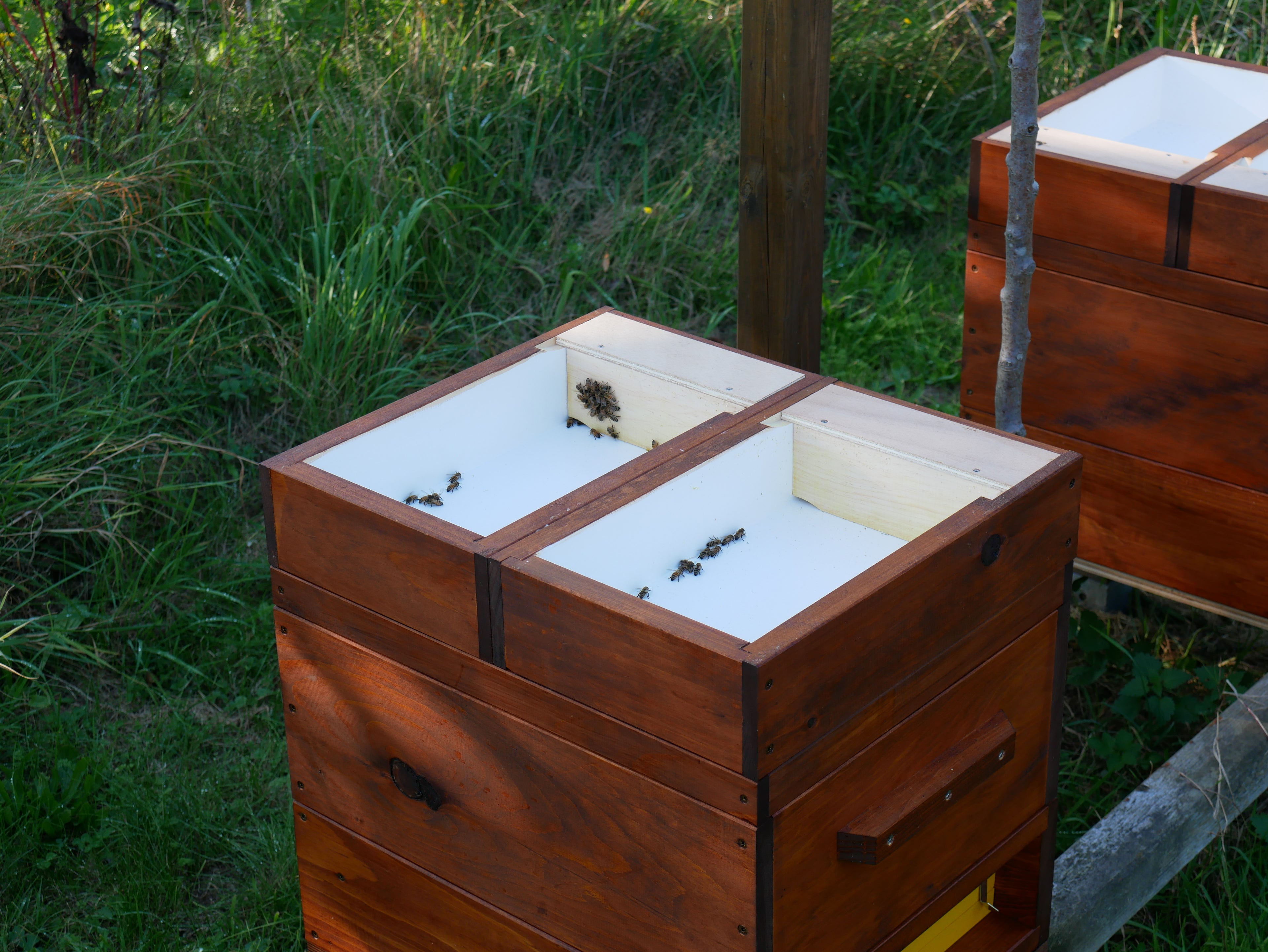 Die Bienen und ihre Gründlichkeit