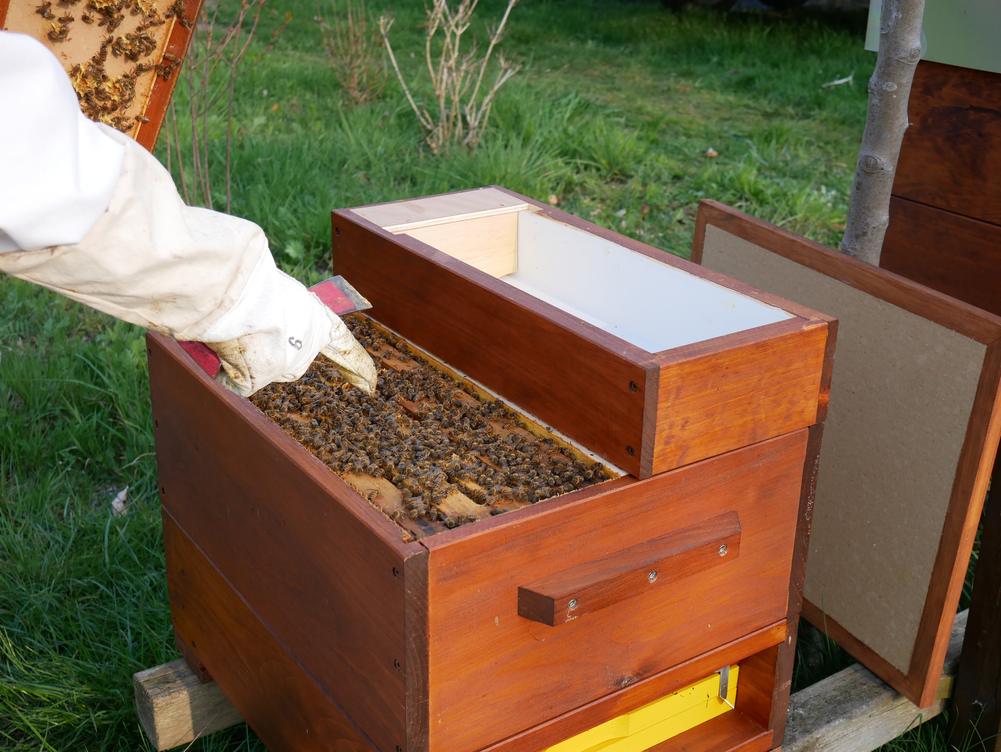 Öffnen und bearbeiten der Ableger ...