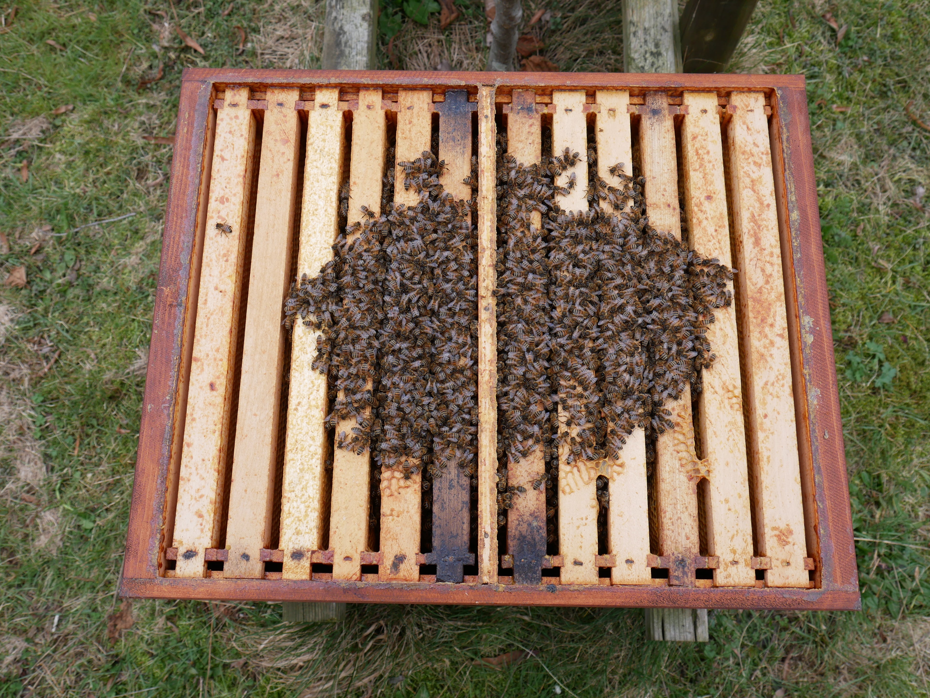 Überwinternde Ableger auf je 6 Waben Dadant