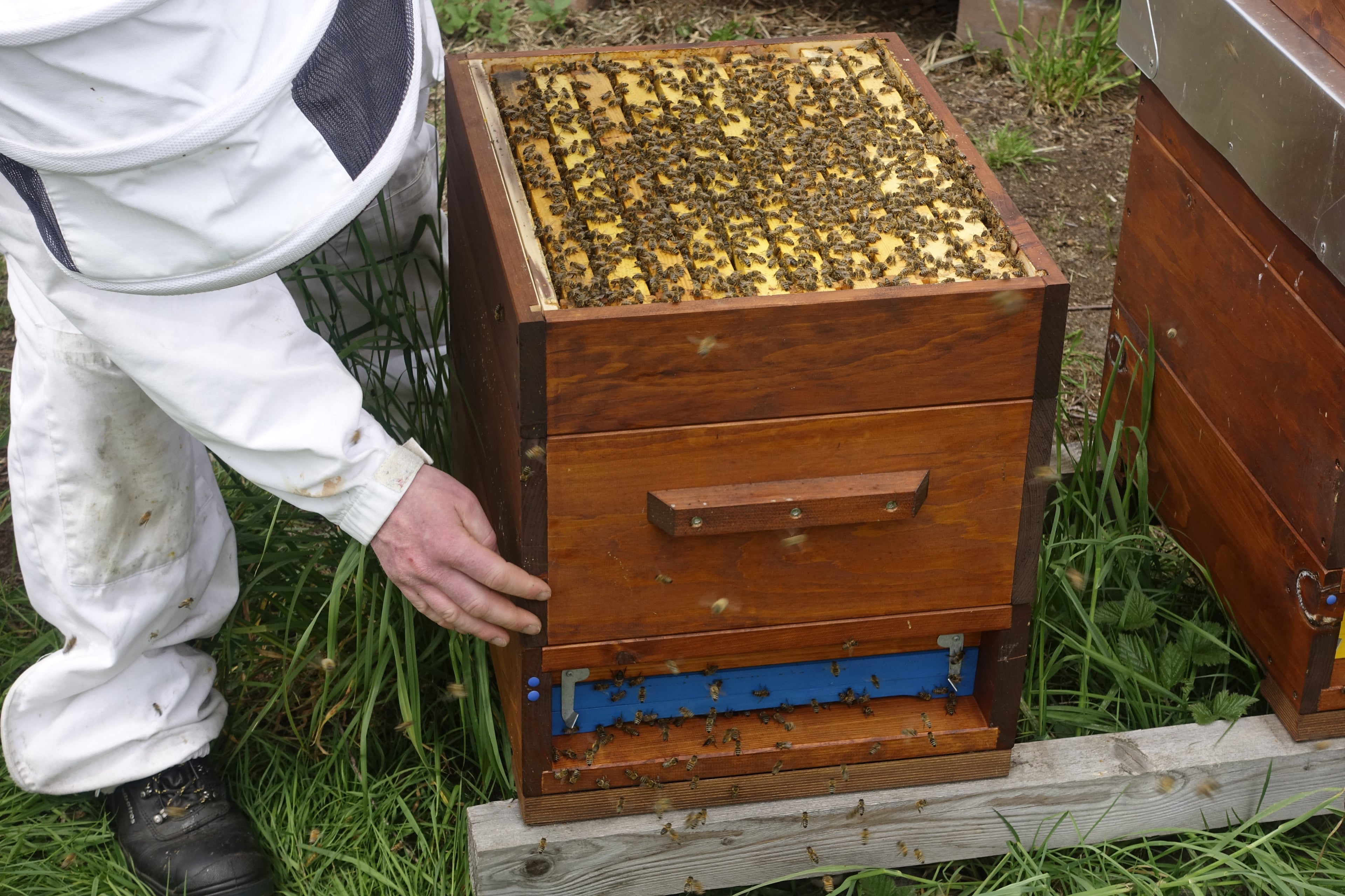 Zehn Waben im Kaltbau hier Dadant