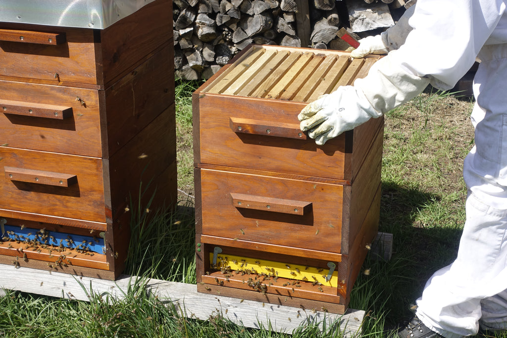 Einzargige Völkerführung, hier mit Honigraum über dem Absperrgitter