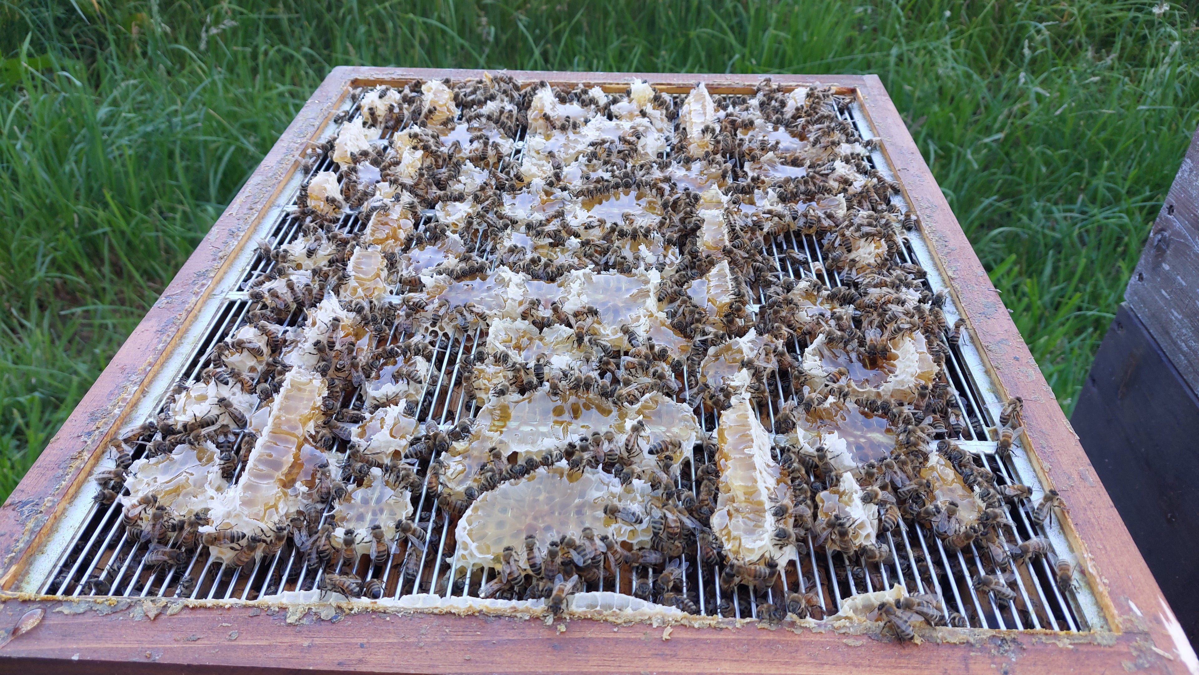 Extrembeispiel für die Vernachlässigung imkerlicher Pflichten