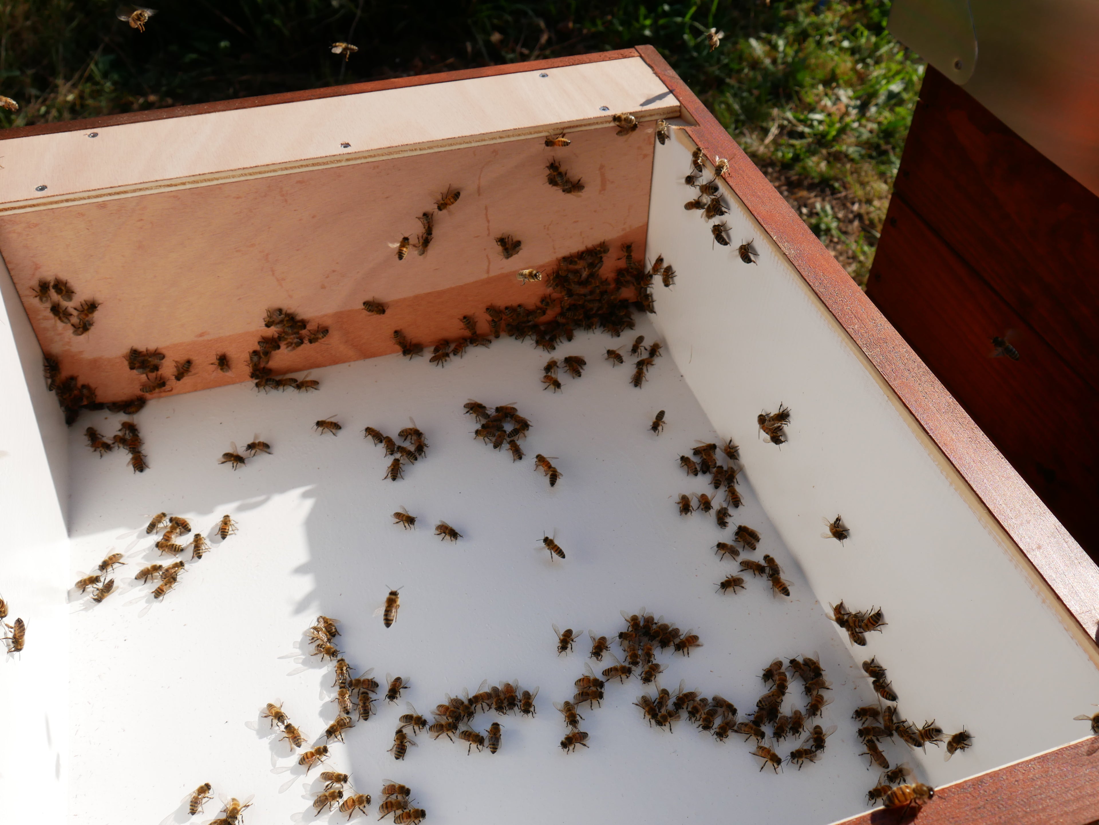 ... wird der Trog für die Bienen erst zur Resteverwertung freigegeben