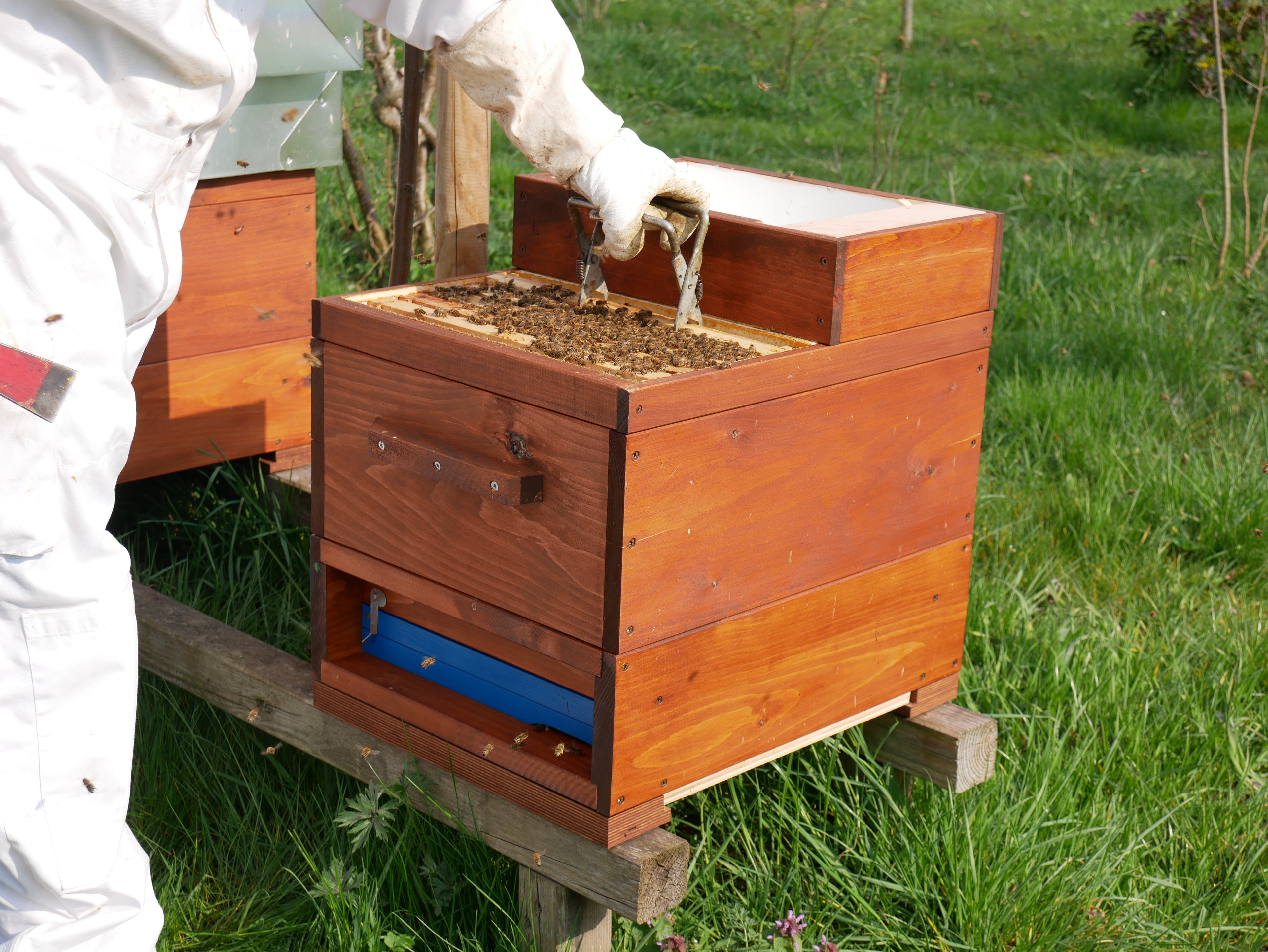 Durchschau des vorderen 6-Waben-Ablegers auf Normalmaß