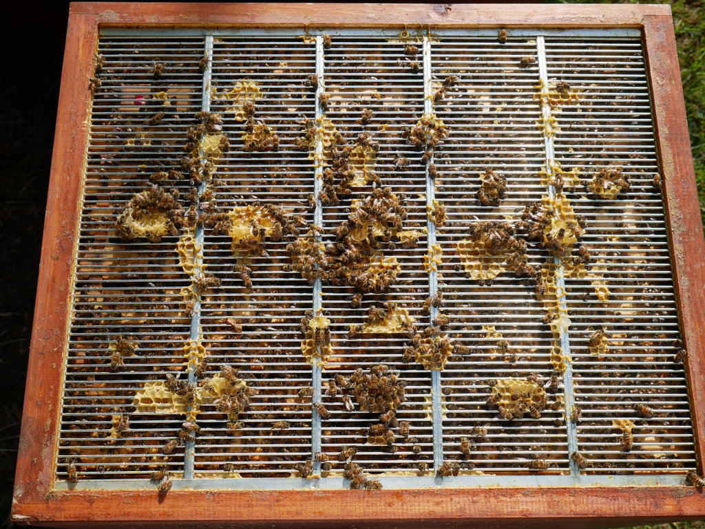 Nicht untypische Wachsbrücken im Zwischenbereich mit Honigeinlagerung