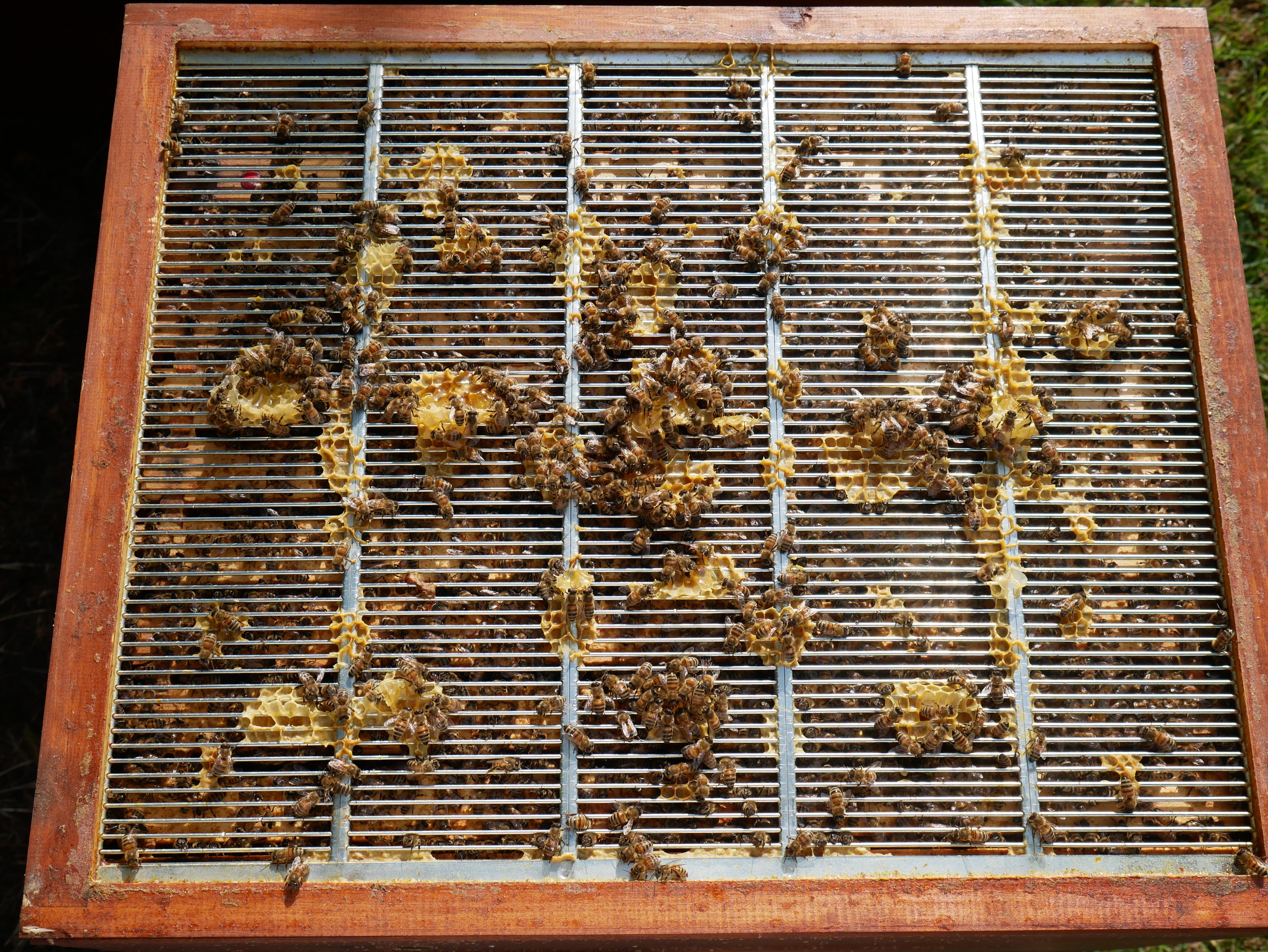 Nicht untypische Wachsbrücken im Zwischenbereich mit Honigeinlagerung