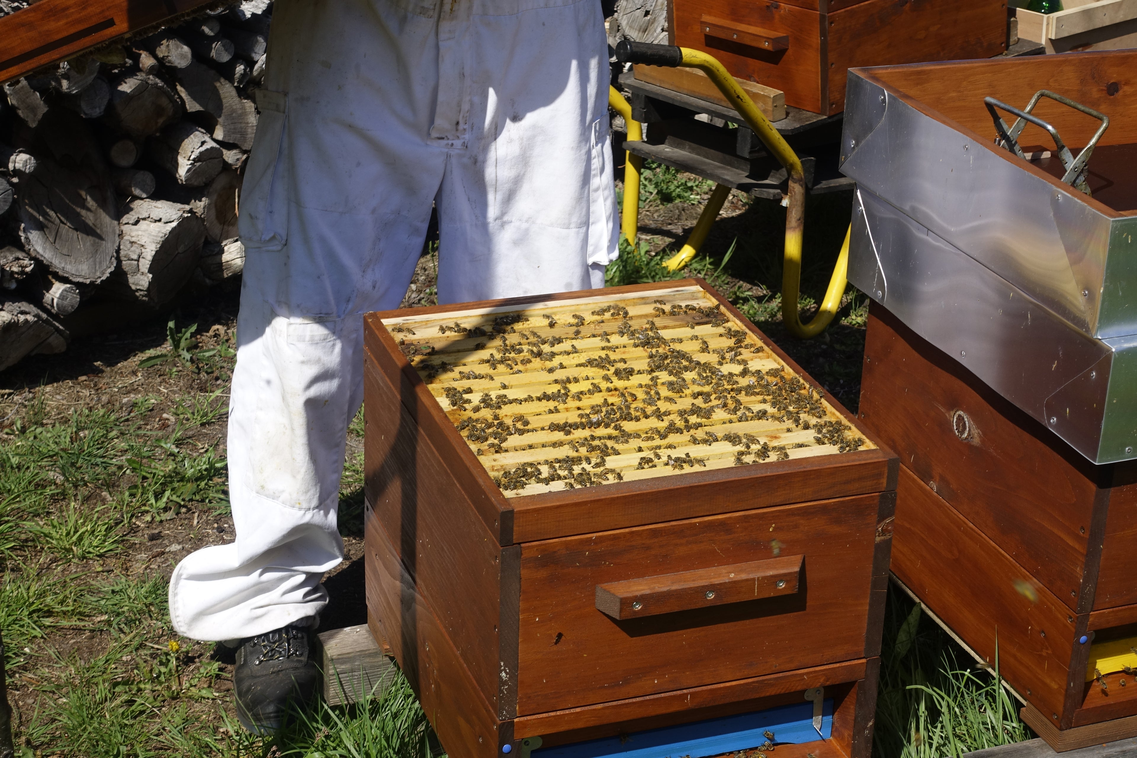 Zwölf Waben im Warmbau Normalmaß und Normalmaß eineinhalb