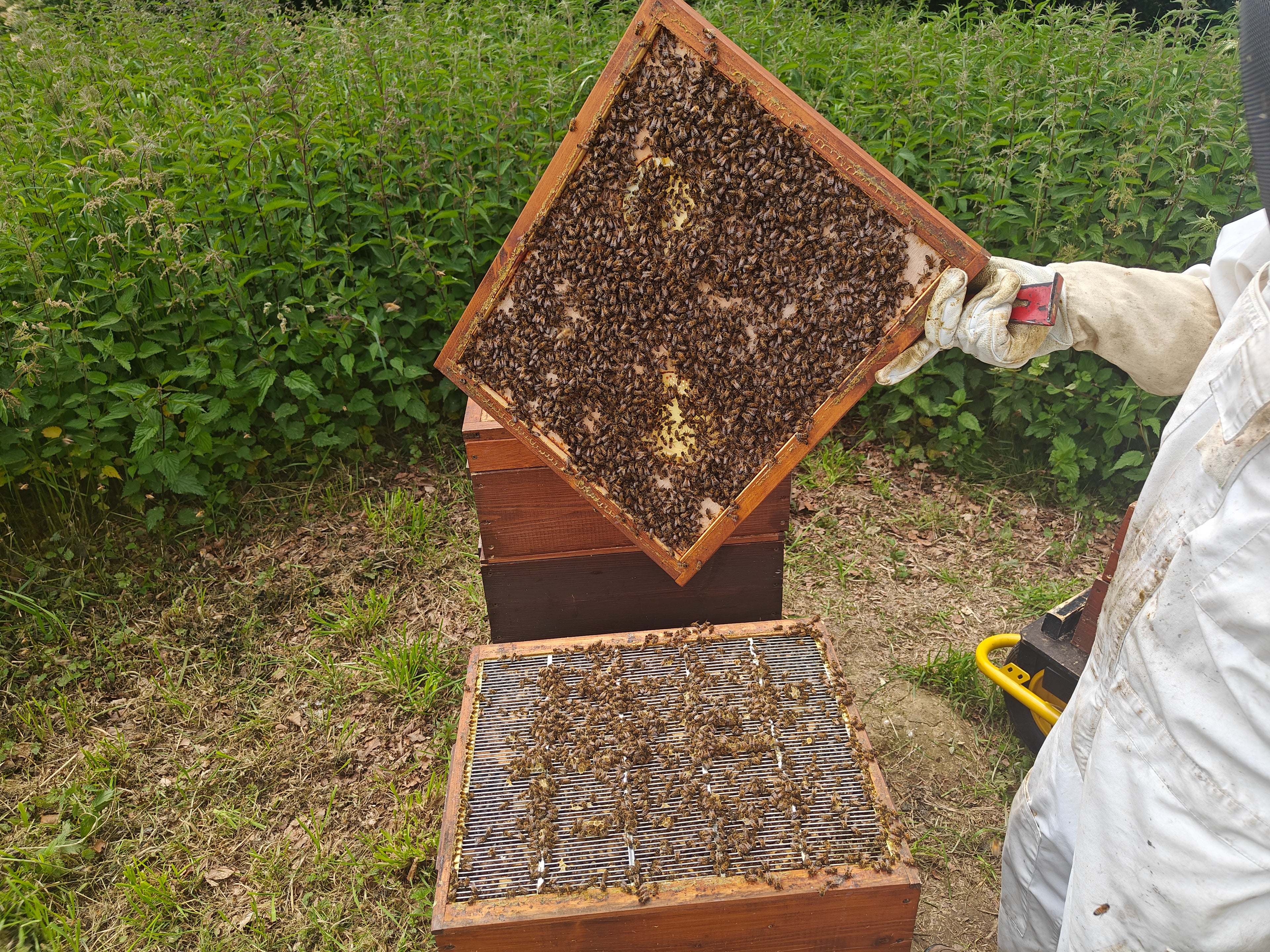 Denkbare Kunstschwarmbildung im Rahmen der Honigernte
