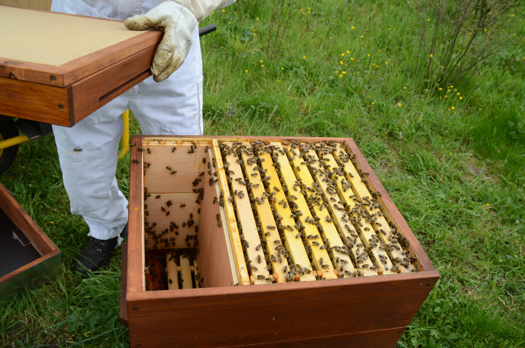 Imkern im angepassten Brutraum
