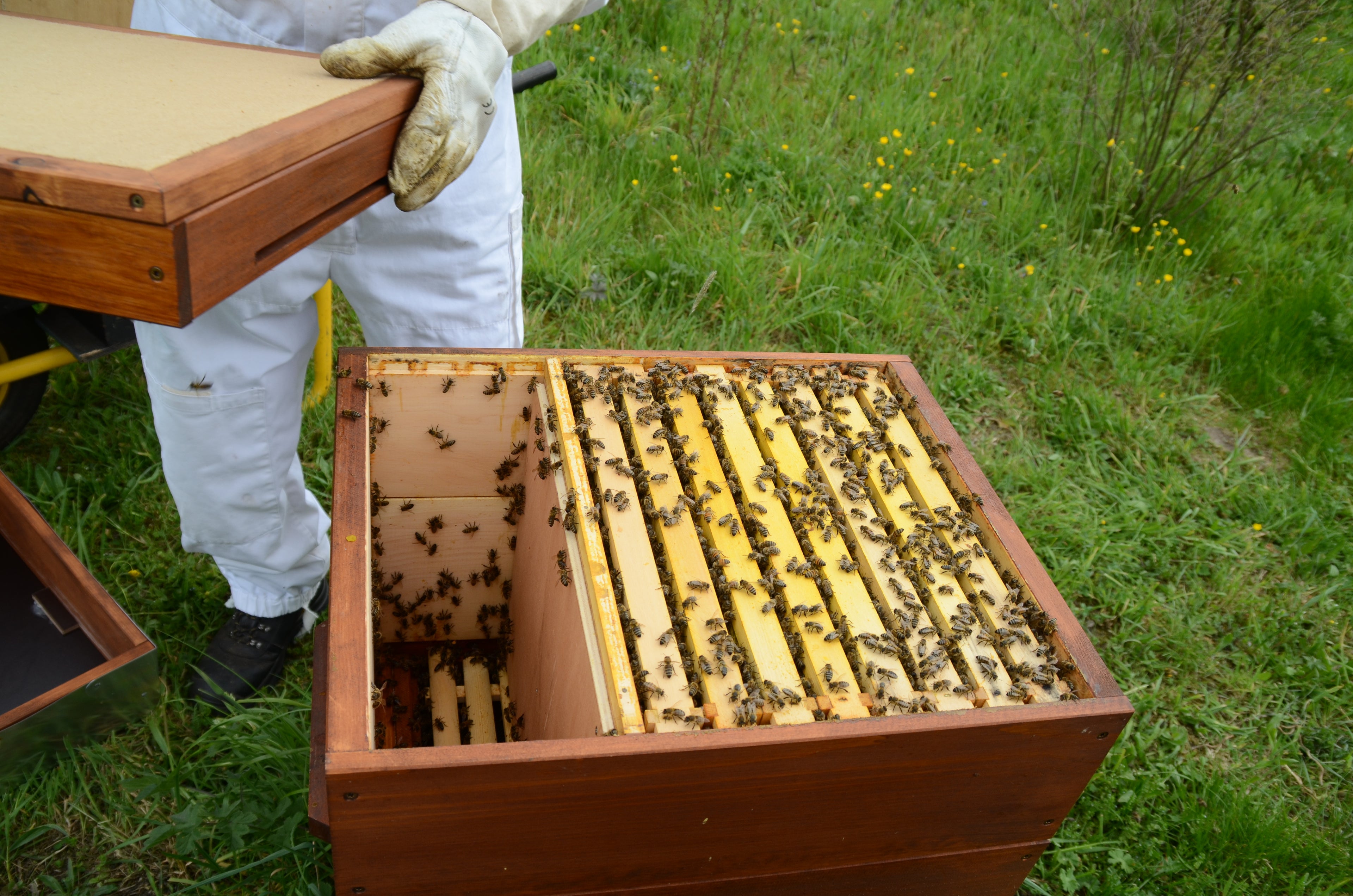 Imkern im angepassten Brutraum