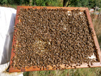 "Bienen pflücken" leicht gemacht