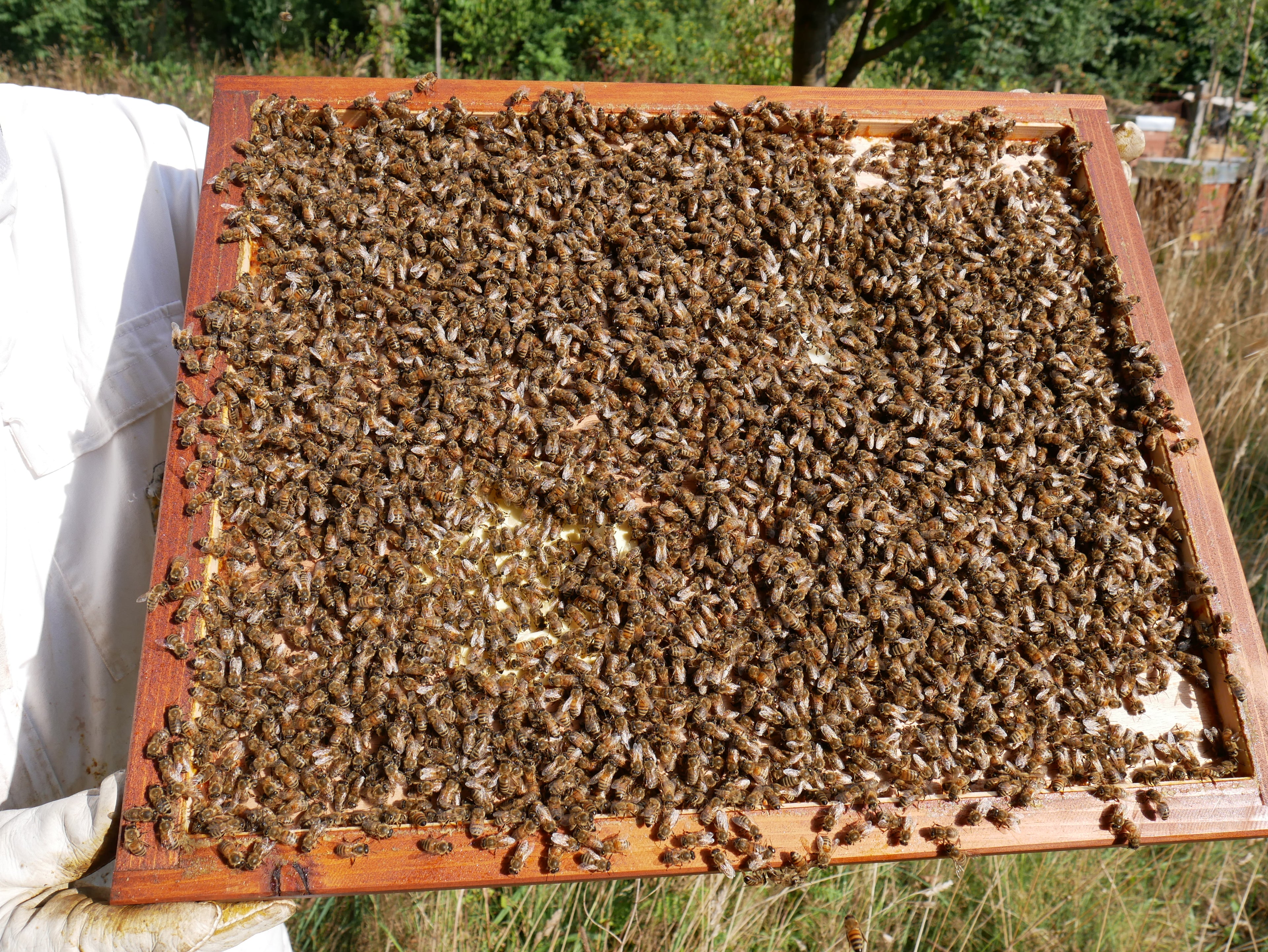 "Bienen pflücken" leicht gemacht
