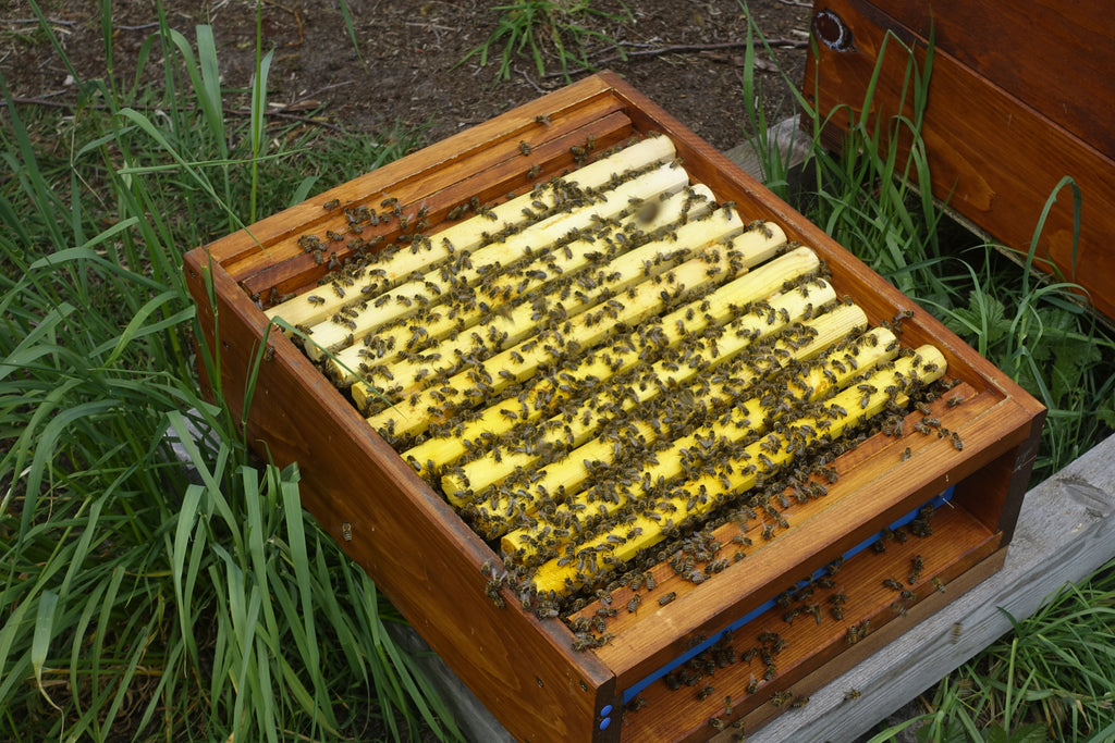 Von den Bienen gerne besetzter Bereich