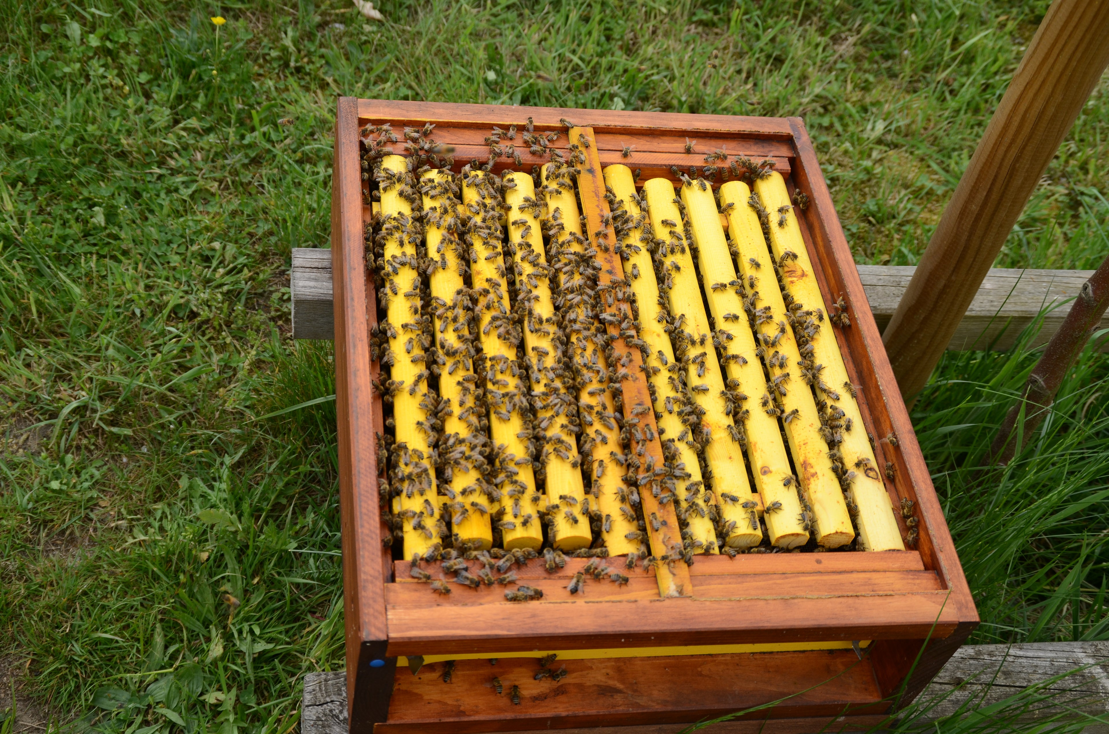 Geteilter Unterboden bei erfolgreich überwinterten Ablegern