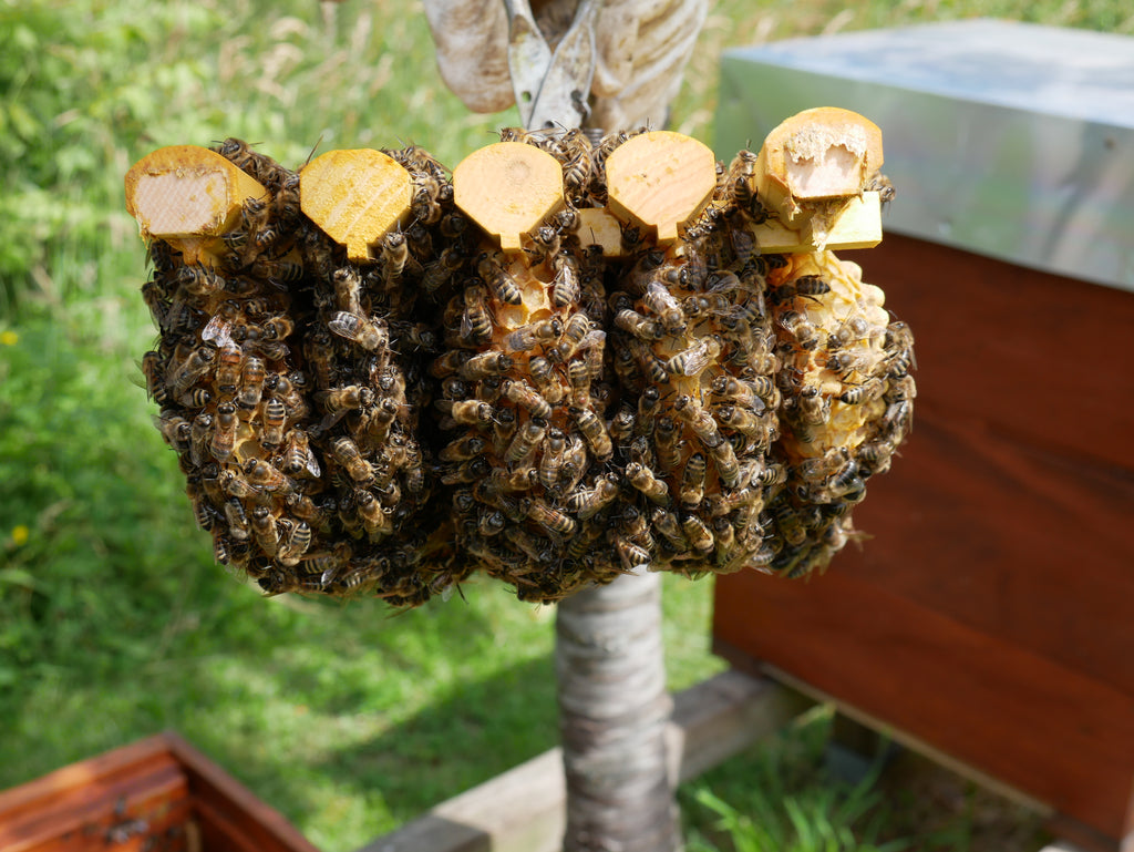 geordneter Wabenbau ...