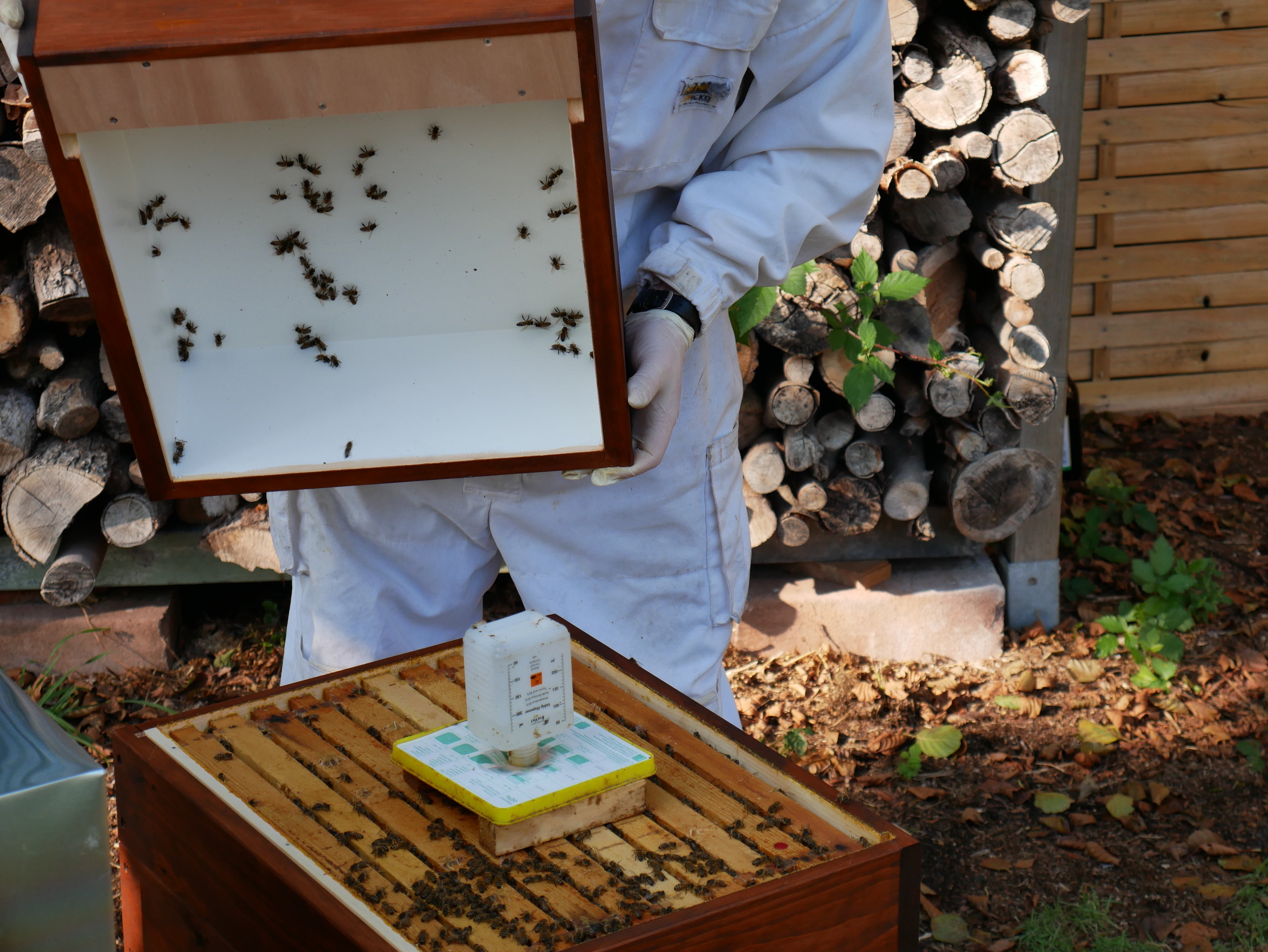 Futtertrog Wirtschaftsvolk