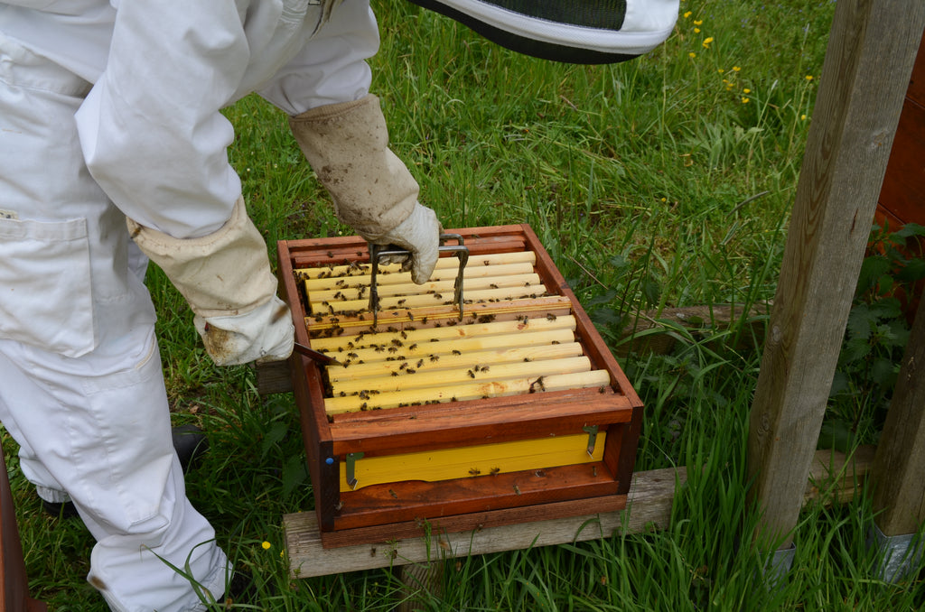 Teilung quer zum Flugloch