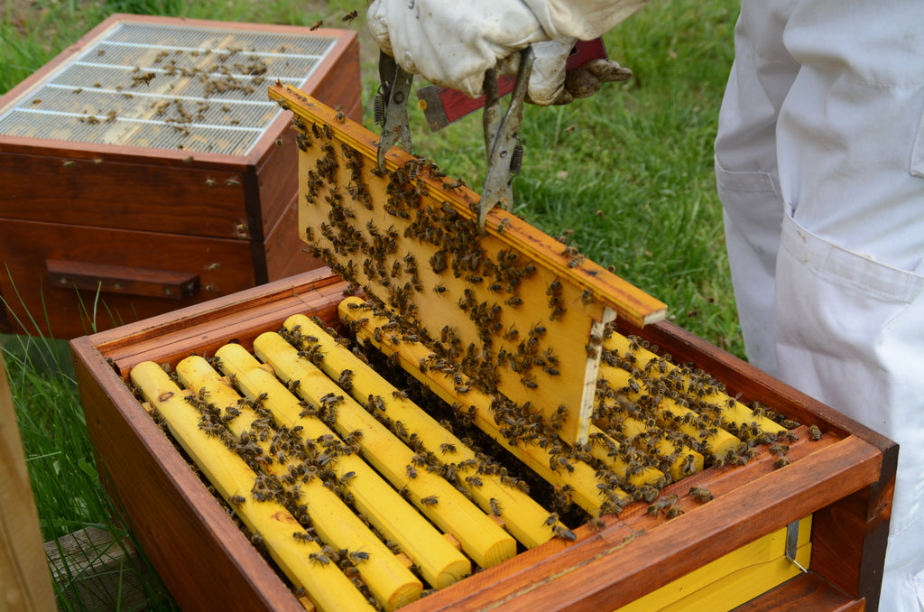 Teilung längs zum Flugloch